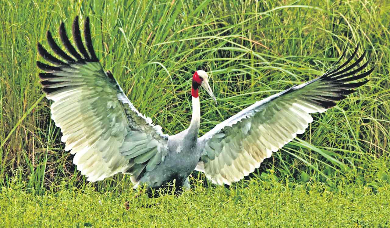Rewind: Saving Sarus-Telangana Today